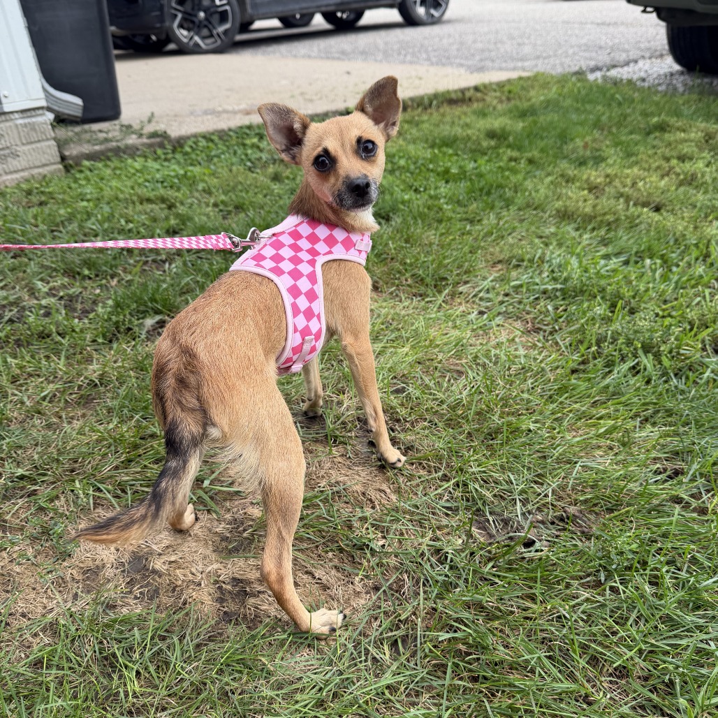 Tajin, available for adoption