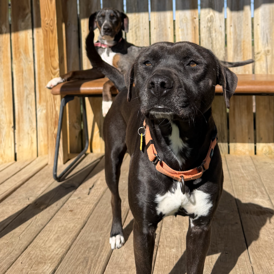 Josie, available for adoption
