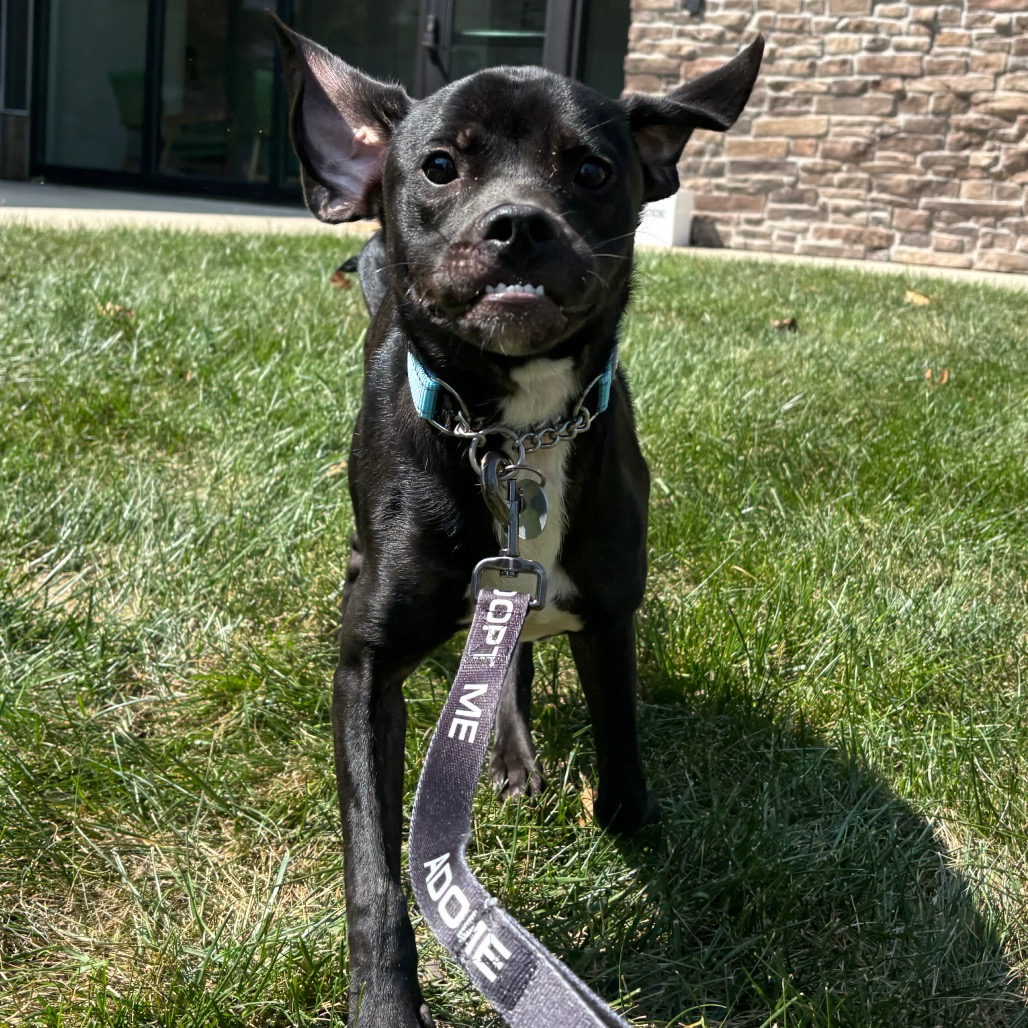 BEAR - Mixed Breed (Medium) available for adoption