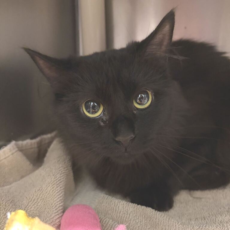 BINX - Domestic Medium Hair available for adoption
