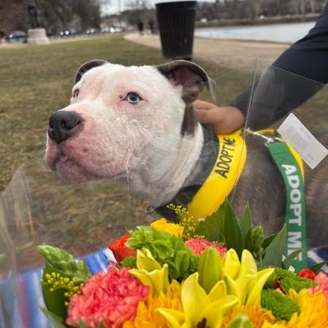 Rishu — thumbnail 2