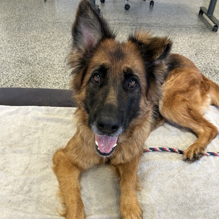 Dakota the Dog
