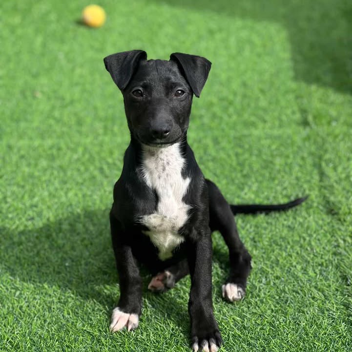 Onyx — thumbnail 2