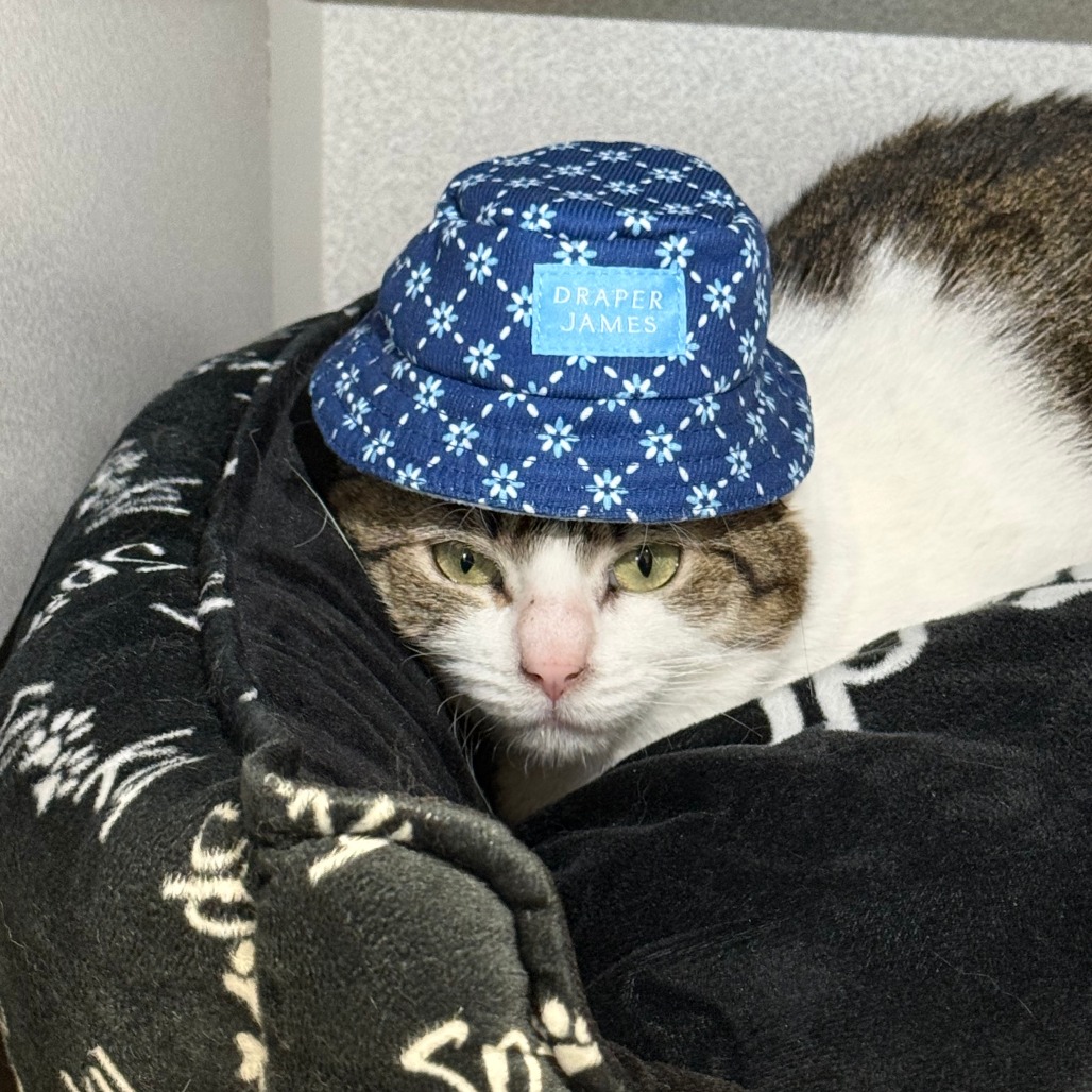 LU - Domestic Shorthair for adoption in Gresham