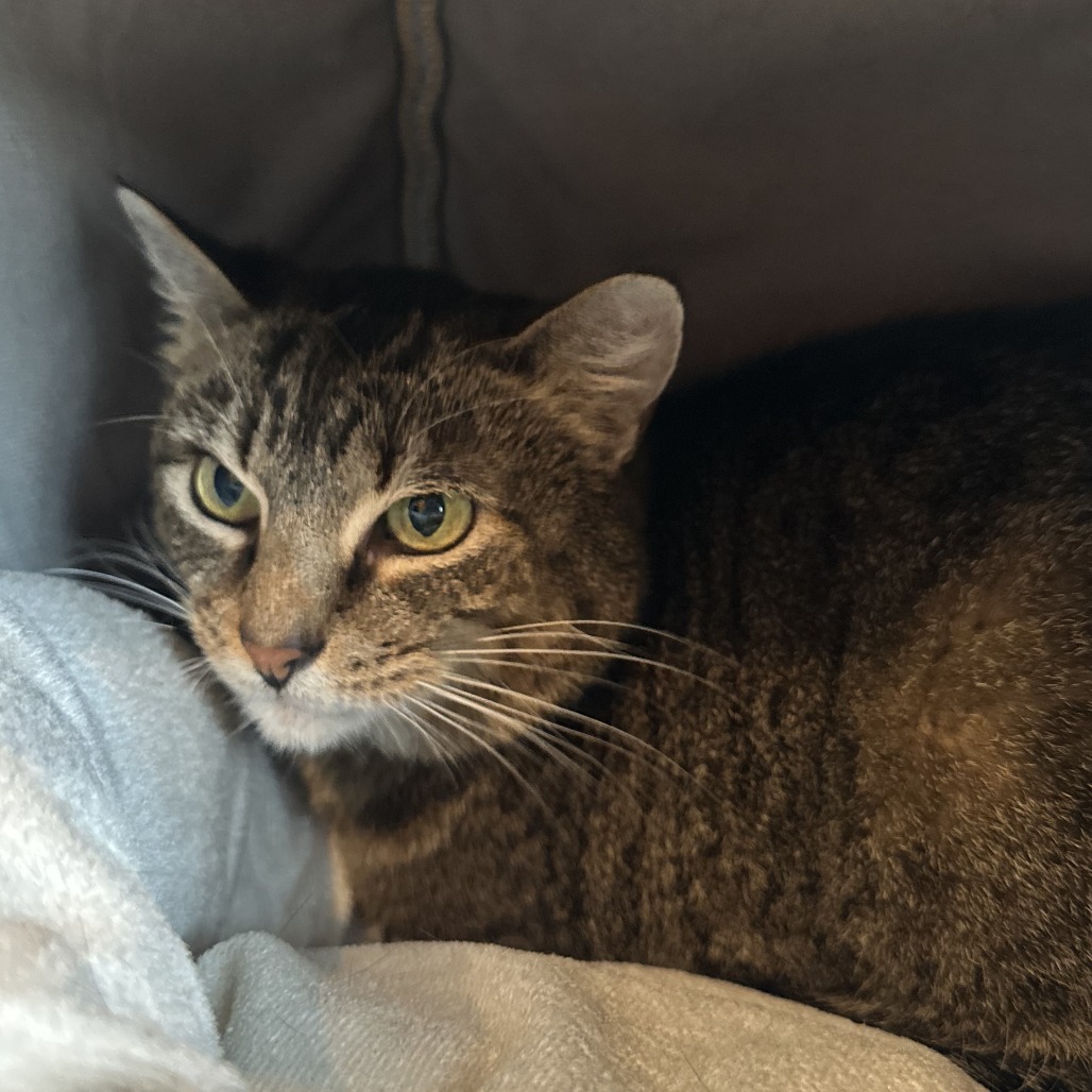 ANNABELLE - Domestic Shorthair available for adoption