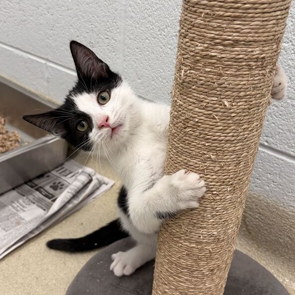 PETER (BONDED TO COCO) - Domestic Shorthair available for adoption