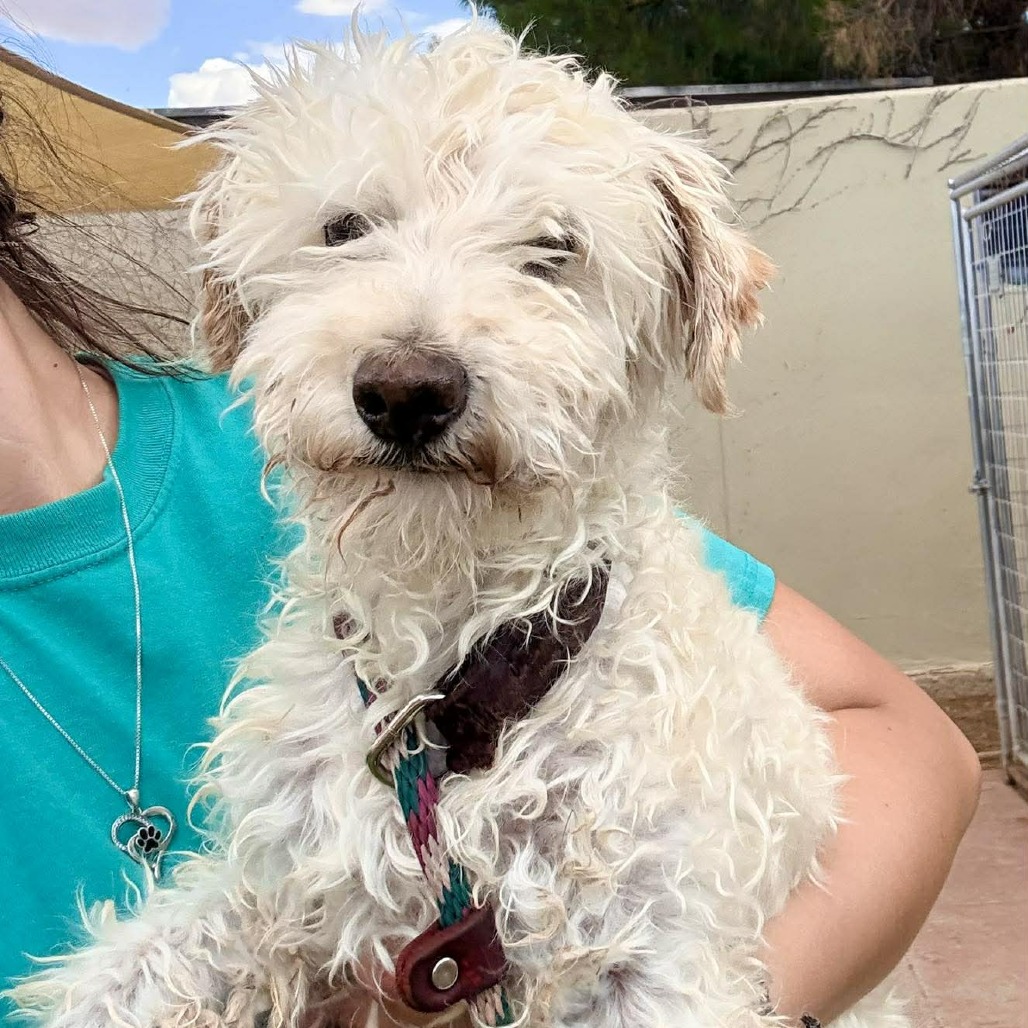ELMER - Mixed Breed (Small) for adoption in Las Cruces