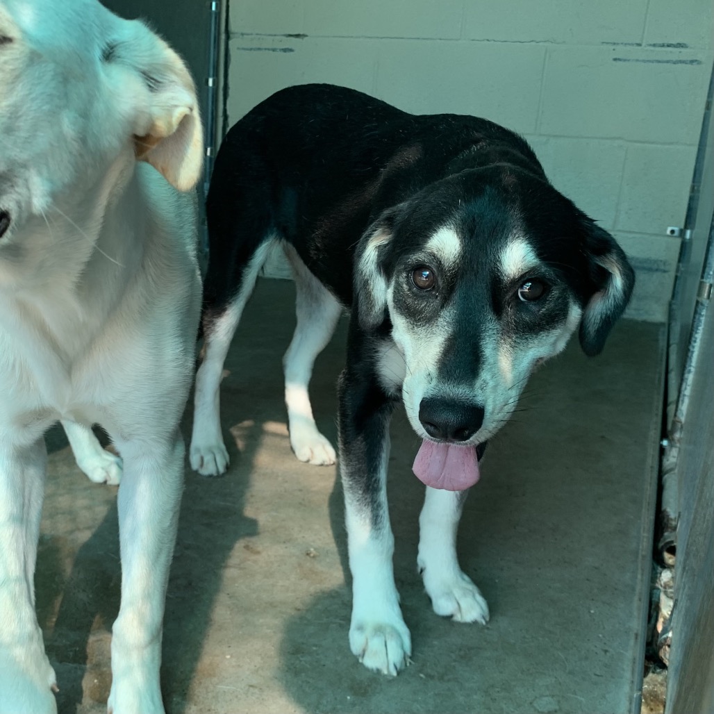 SHERISE - Shepherd / Mixed Breed (Medium) available for adoption