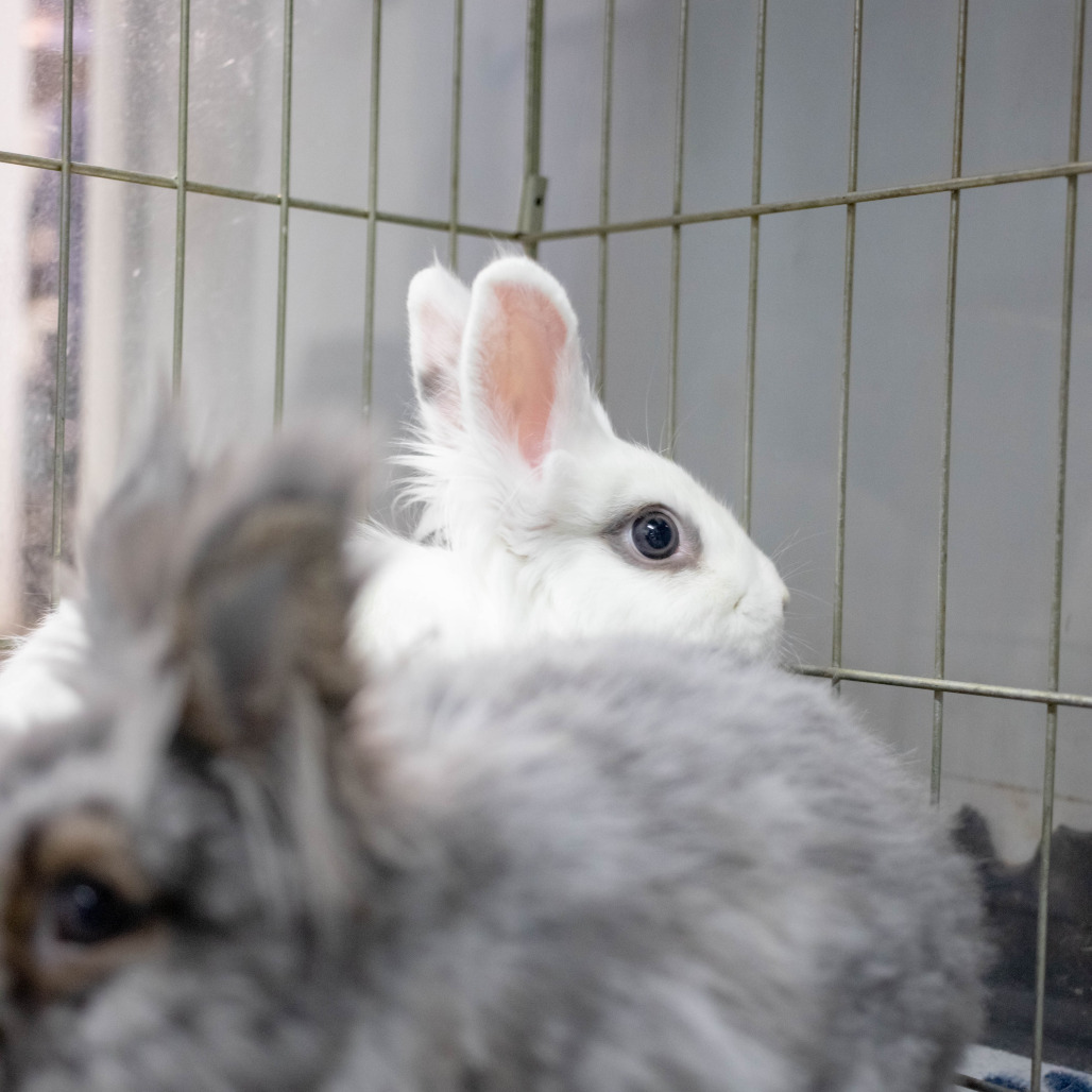 Penny (bonded to Chowder), photo 13