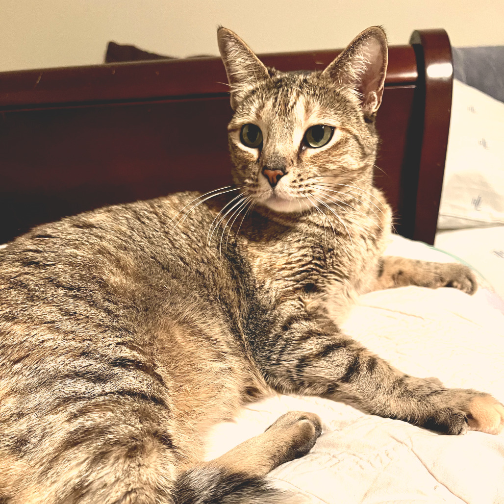 Calliope, photo 13