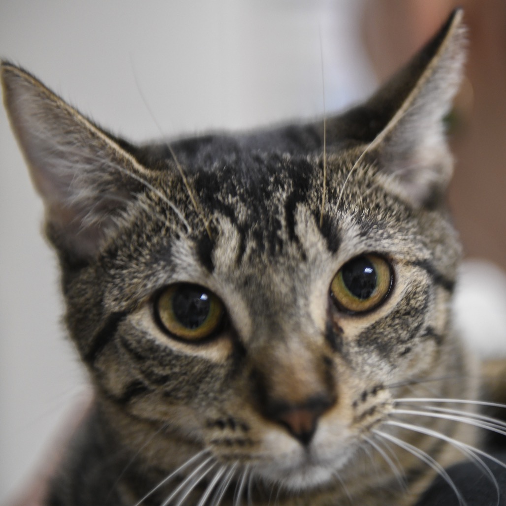 Lehua - Domestic Shorthair