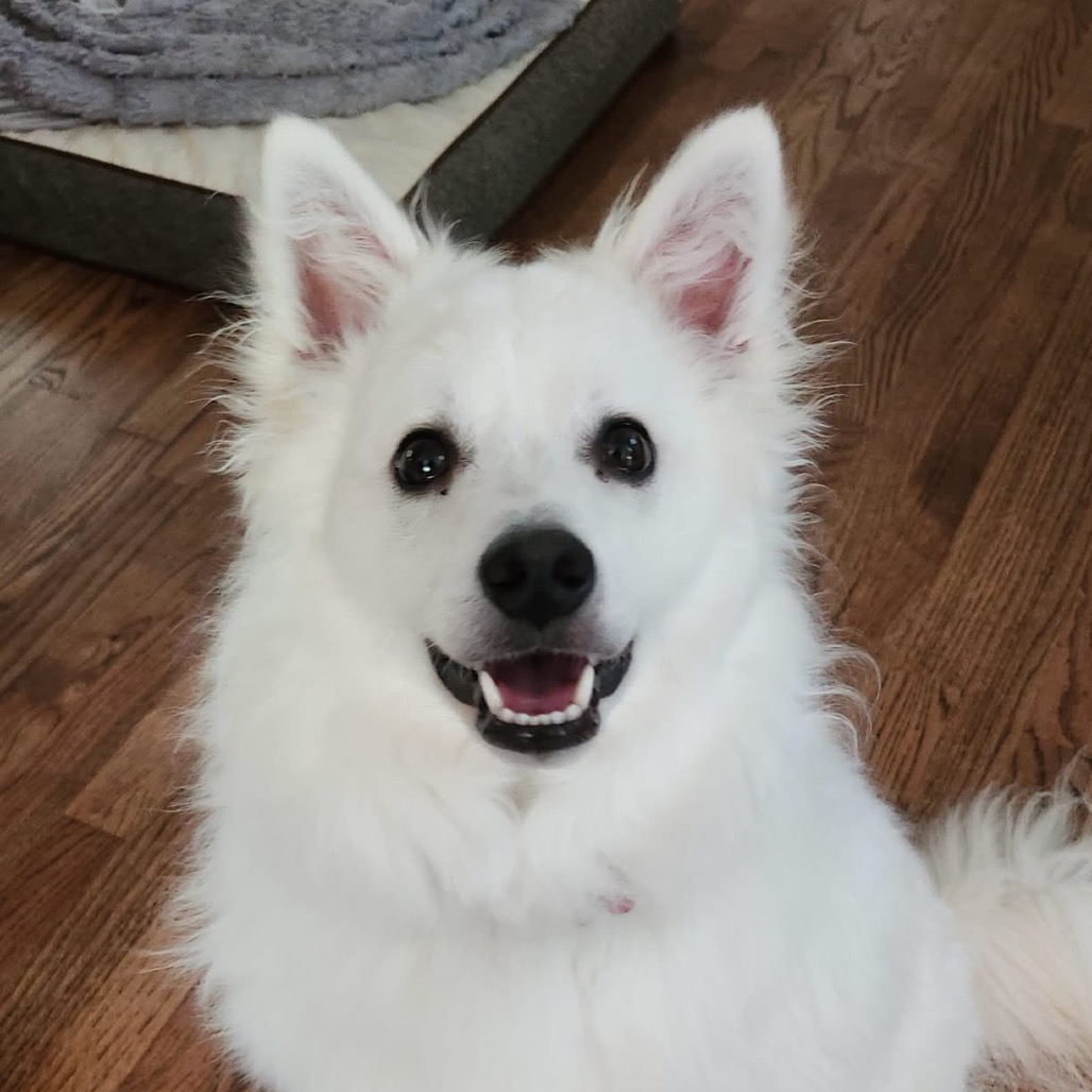 Kumo, a medium white dog