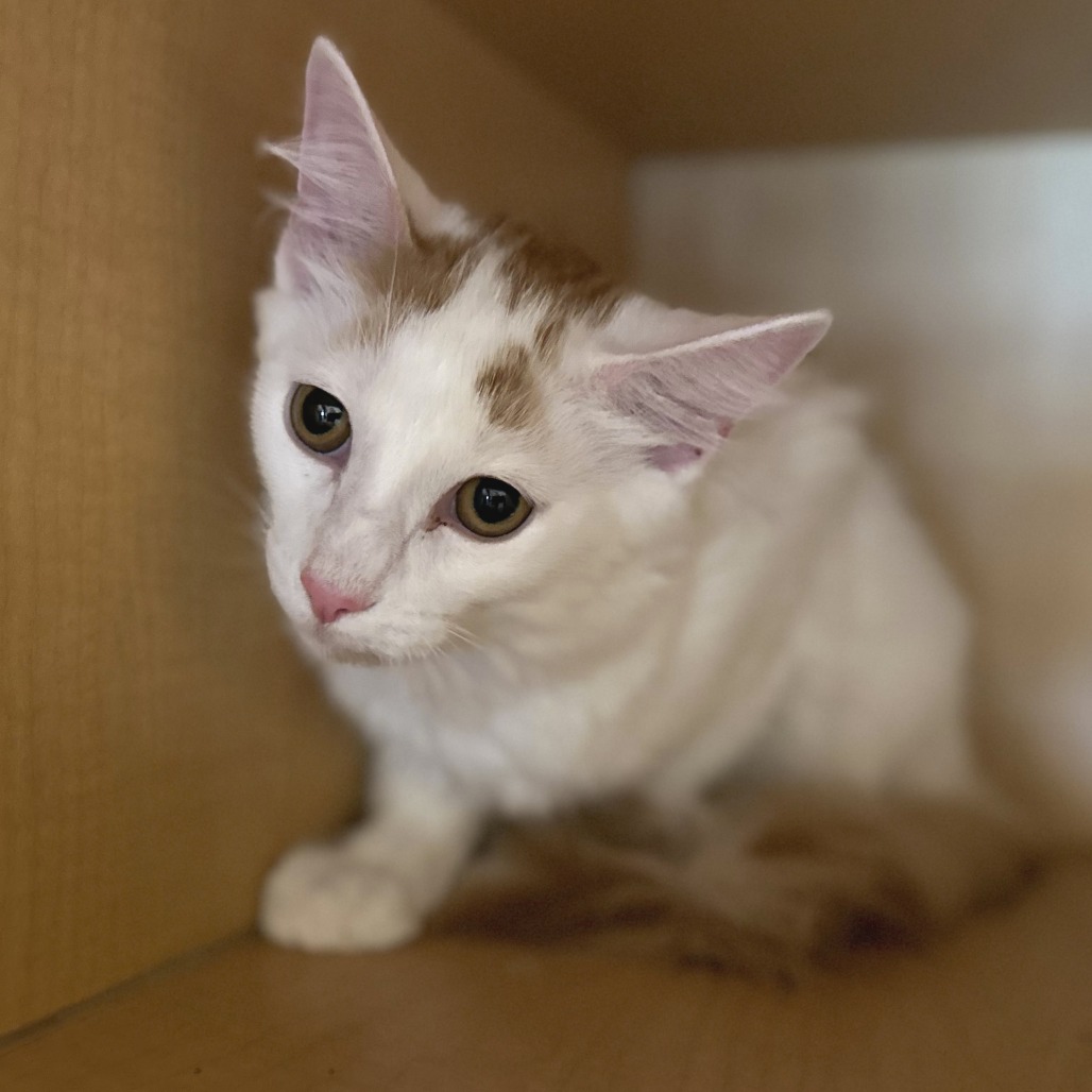SUGAR CUBE - Domestic Longhair available for adoption