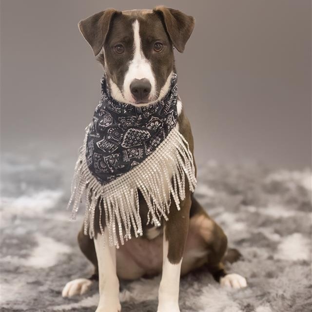 Sable, photo 2