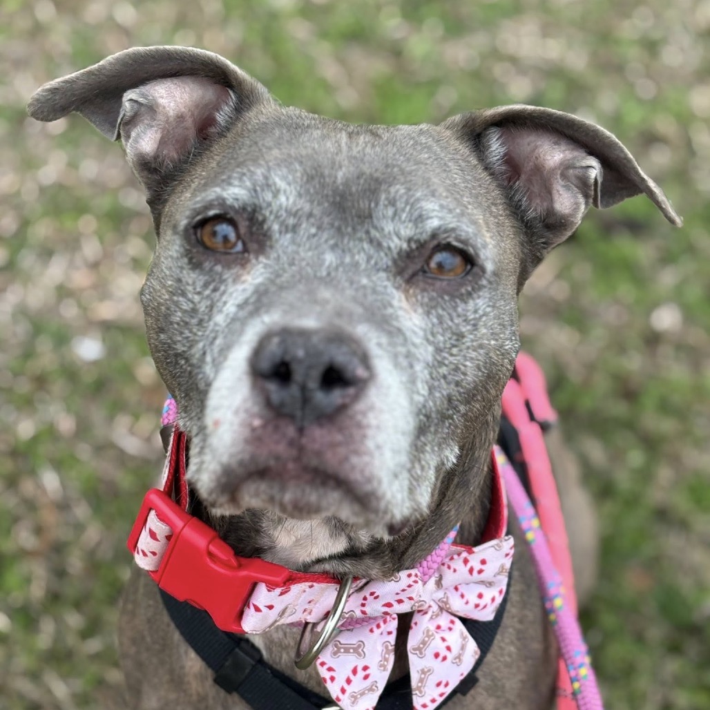 Ribbons, a Boxer