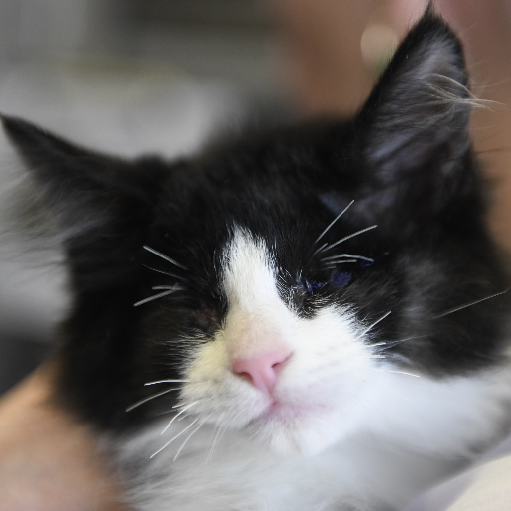 Steven - Domestic Medium Hair