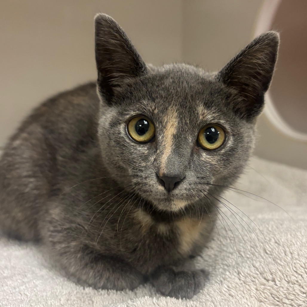 Sumiko - Domestic Shorthair