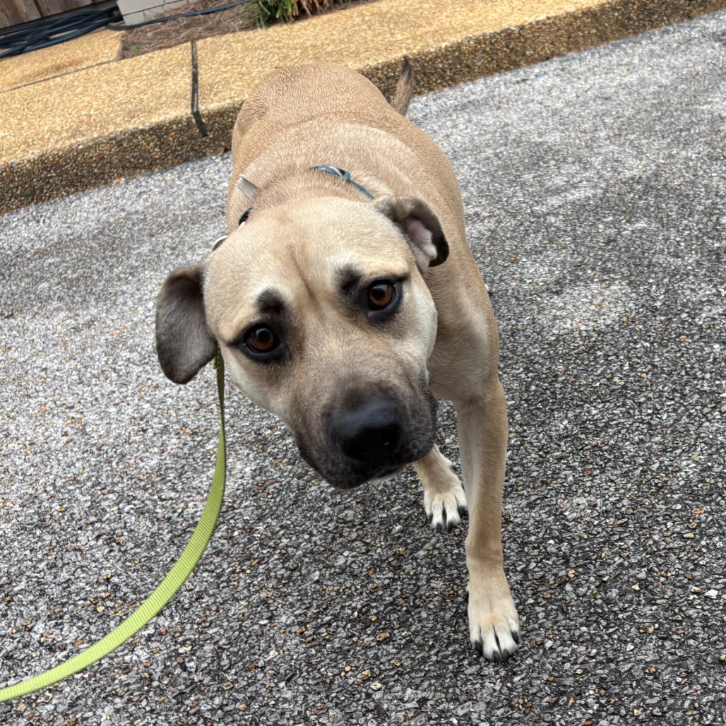 Enzo - 051302U, photo 5