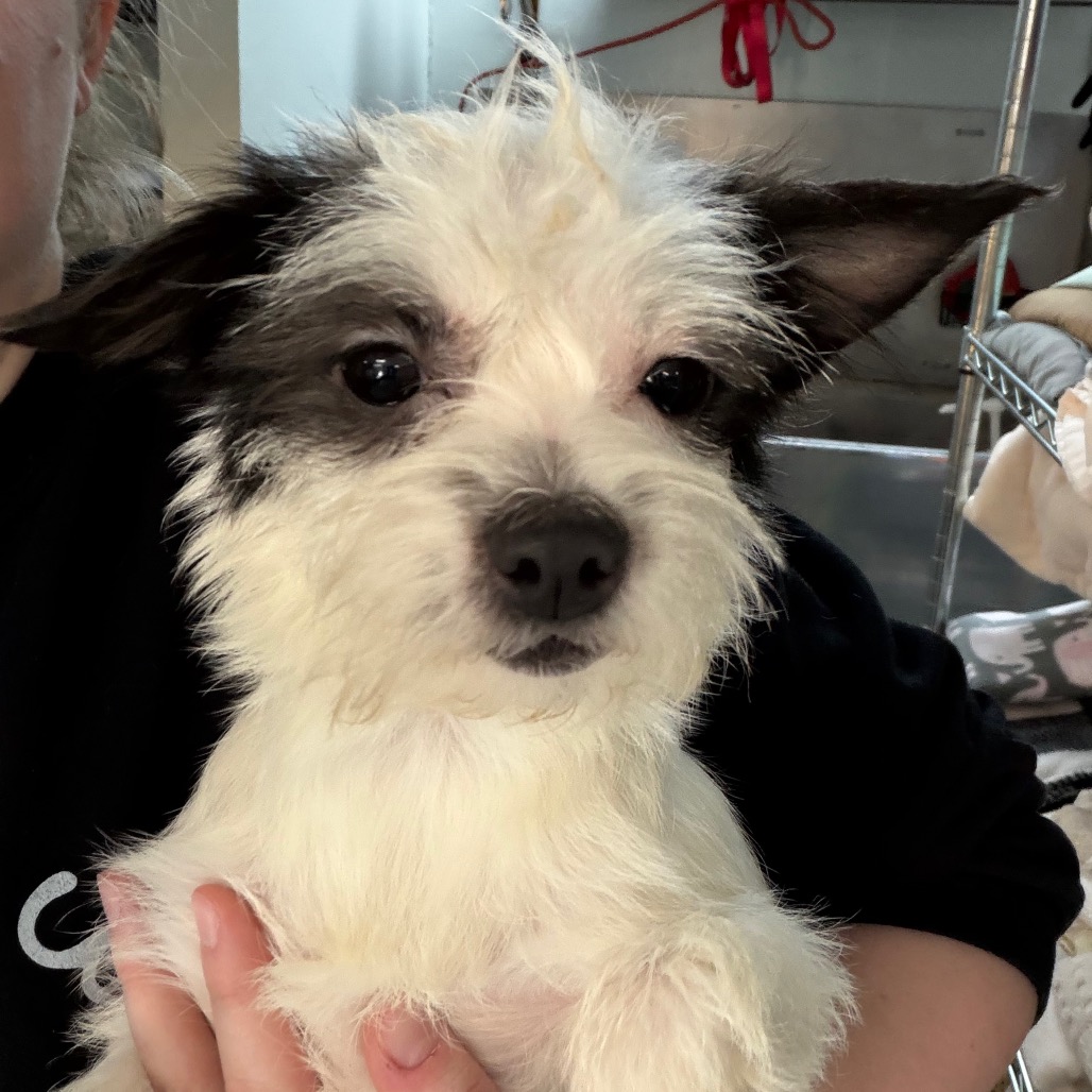 Maybelle — thumbnail 2