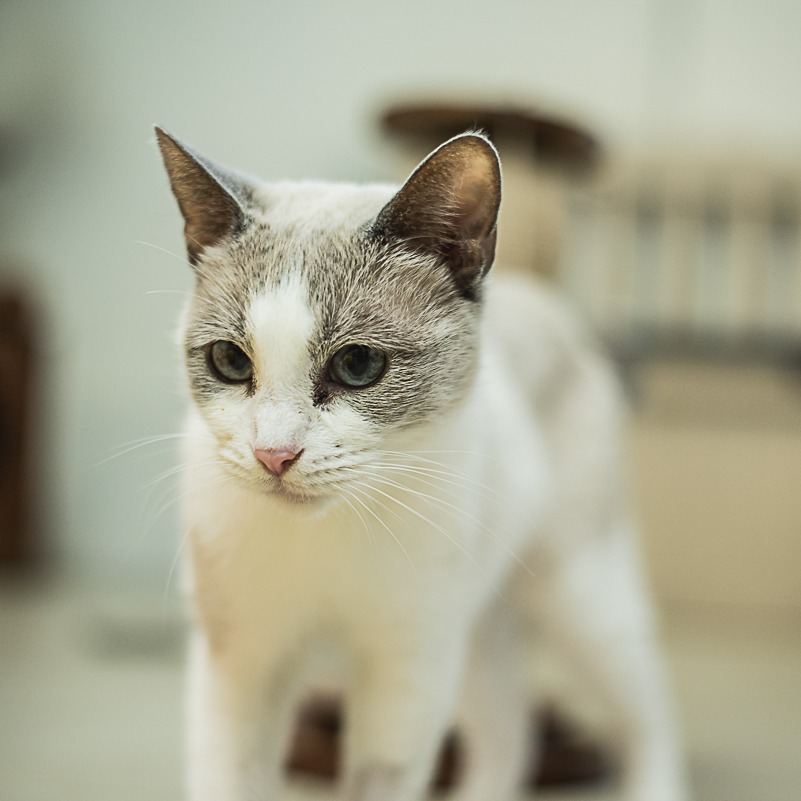Snowball, photo 5