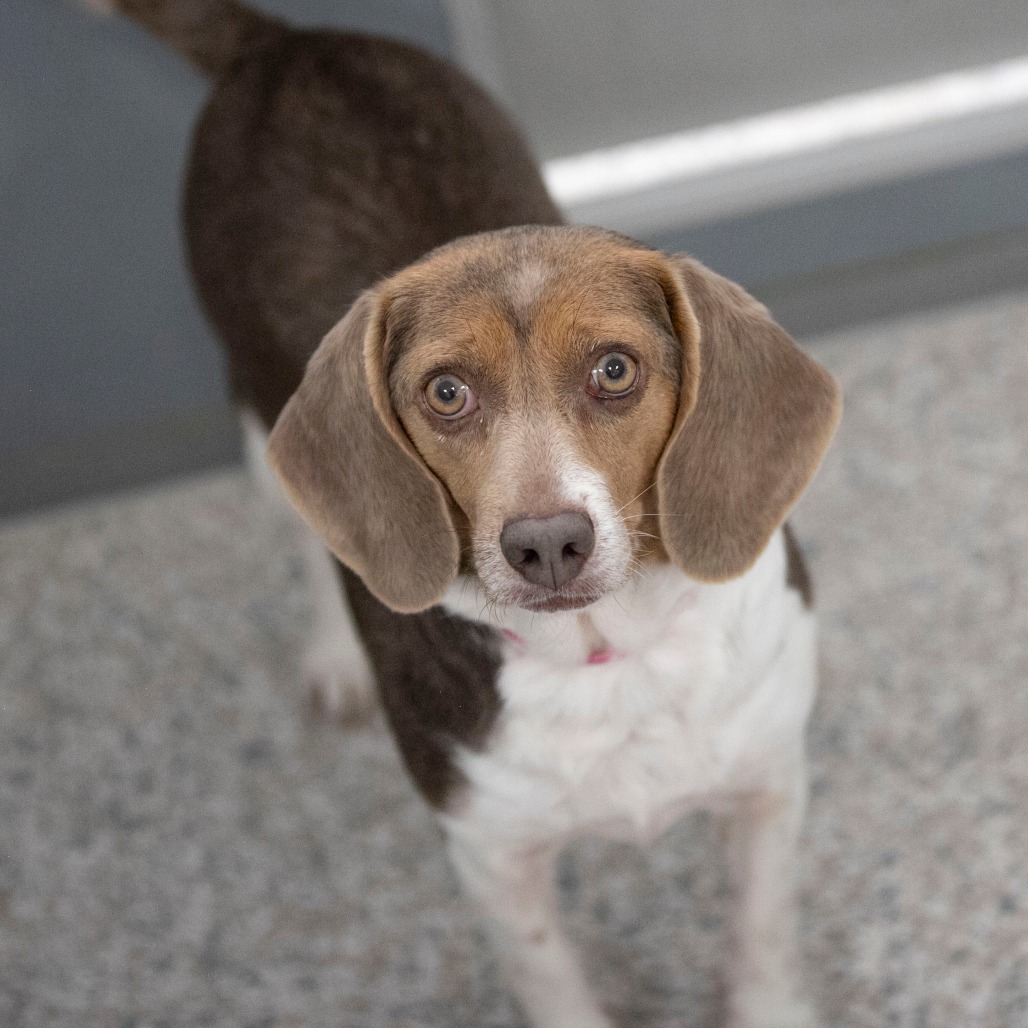 DAWN (S26-131) - Beagle available for adoption