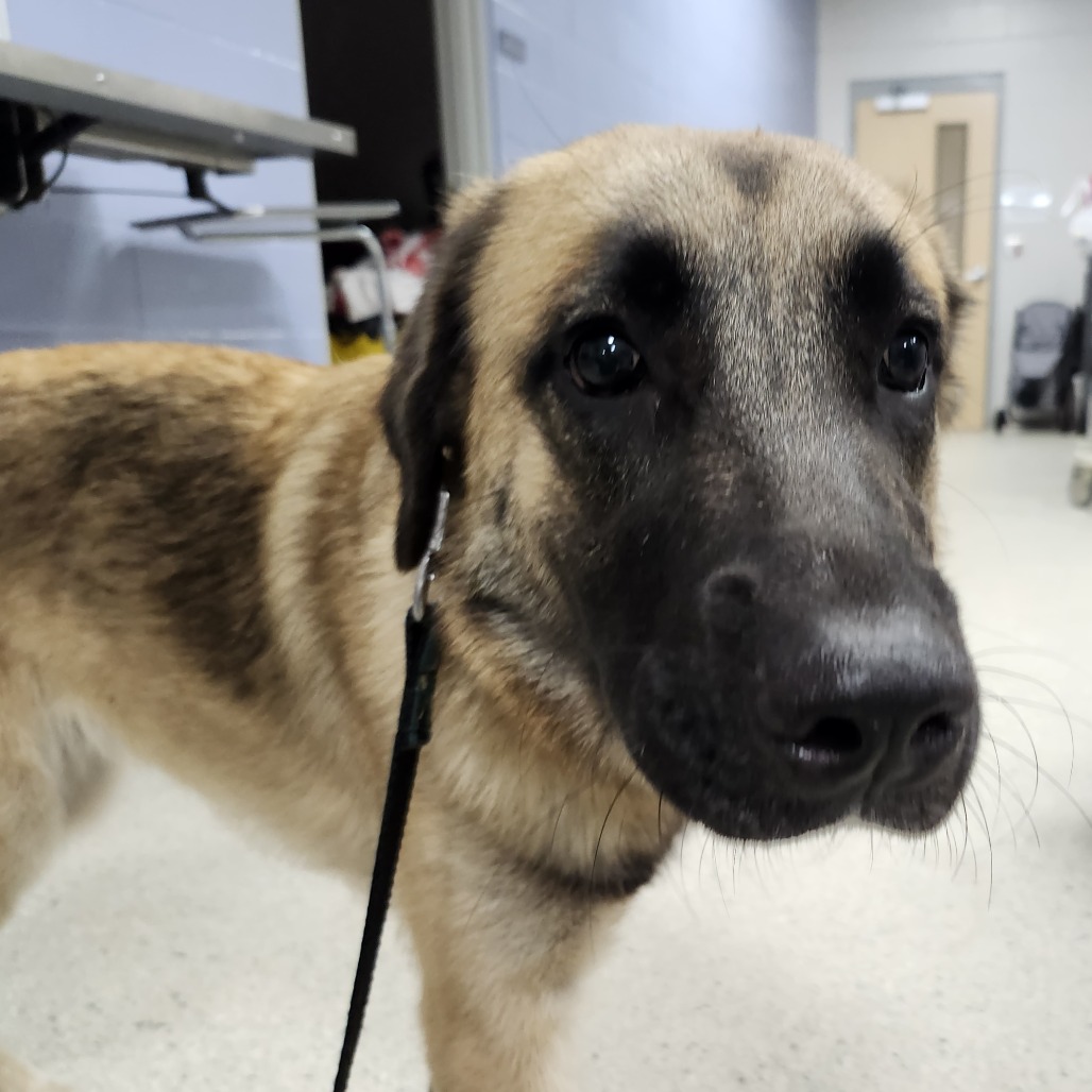 Mixed Breed