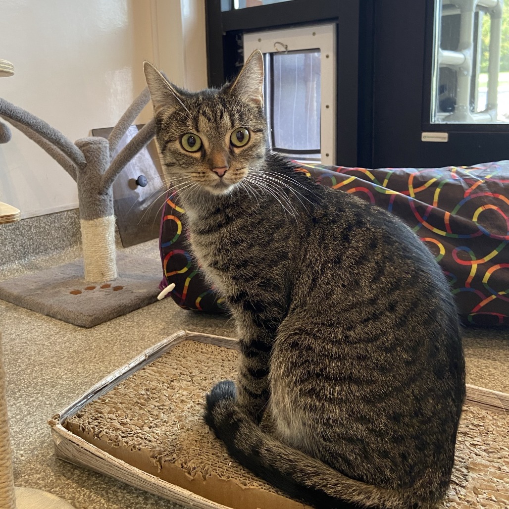 CLAIRO - Domestic Shorthair available for adoption