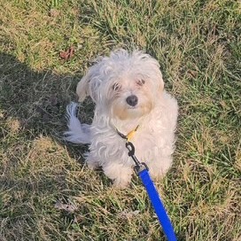 Gracie — thumbnail 2