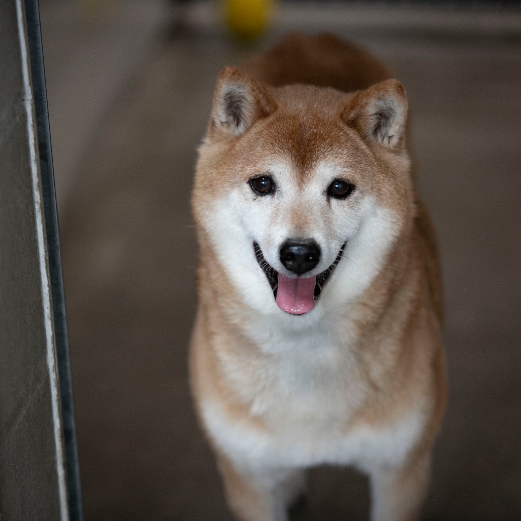 CHEYENNE (MR26-333) - Shiba Inu available for adoption