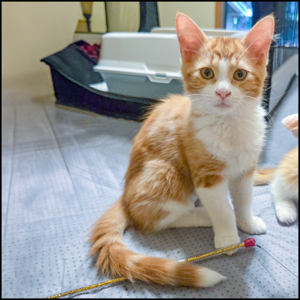 SCARLETT - Domestic Longhair available for adoption