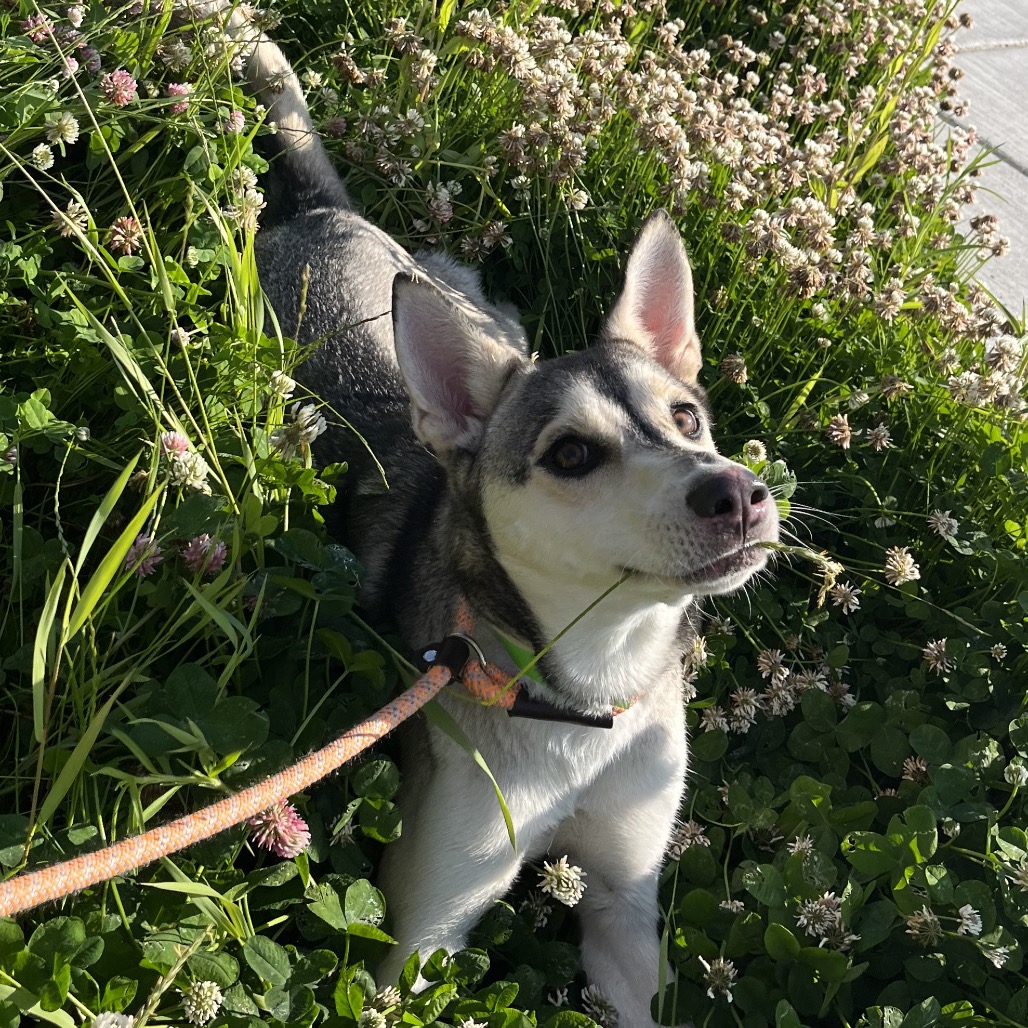 Freya