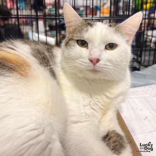LIMERICK - Domestic Shorthair available for adoption