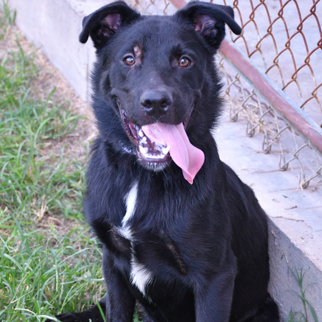GREGOR - Retriever / Black Labrador available for adoption