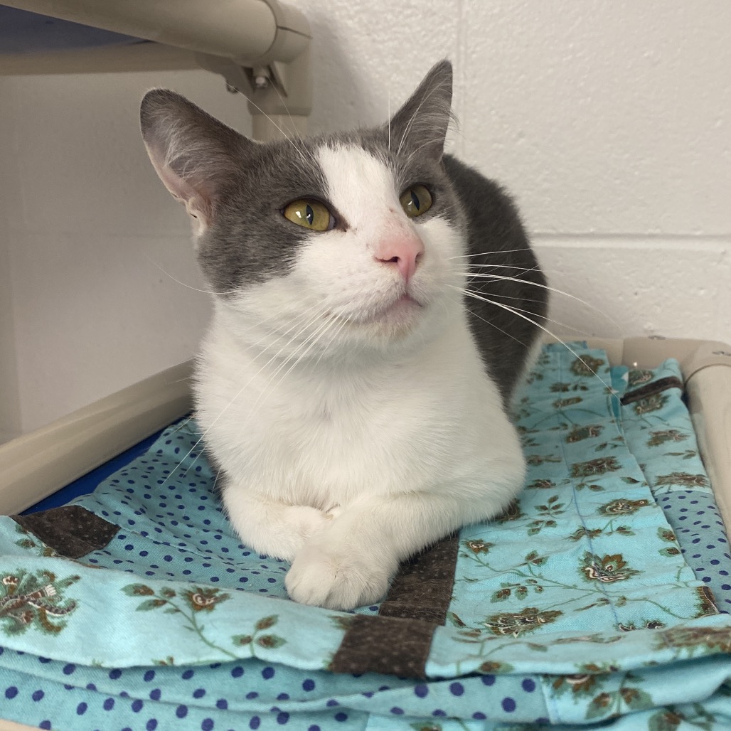 GRASSHOPPER - Domestic Shorthair available for adoption