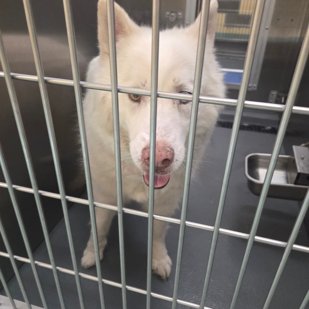 Azalea — thumbnail 3