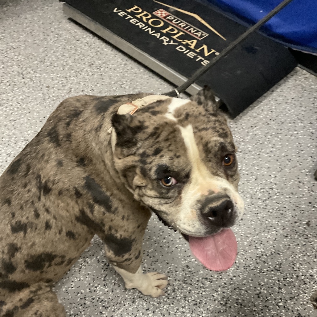 HACC-STRAY-36798