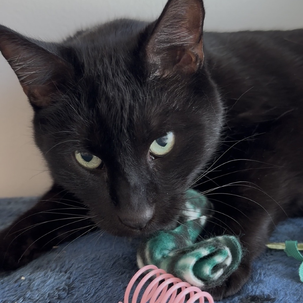 Oliver - Domestic Shorthair