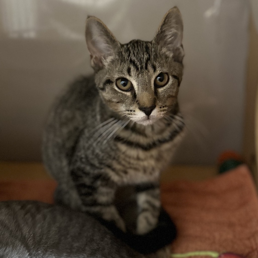 GREAT WHITE - Domestic Shorthair available for adoption