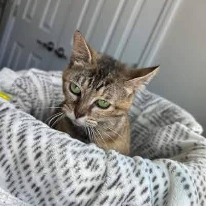 CHARLIE -AT PETSMART MADISON EAST - Domestic Shorthair available for adoption
