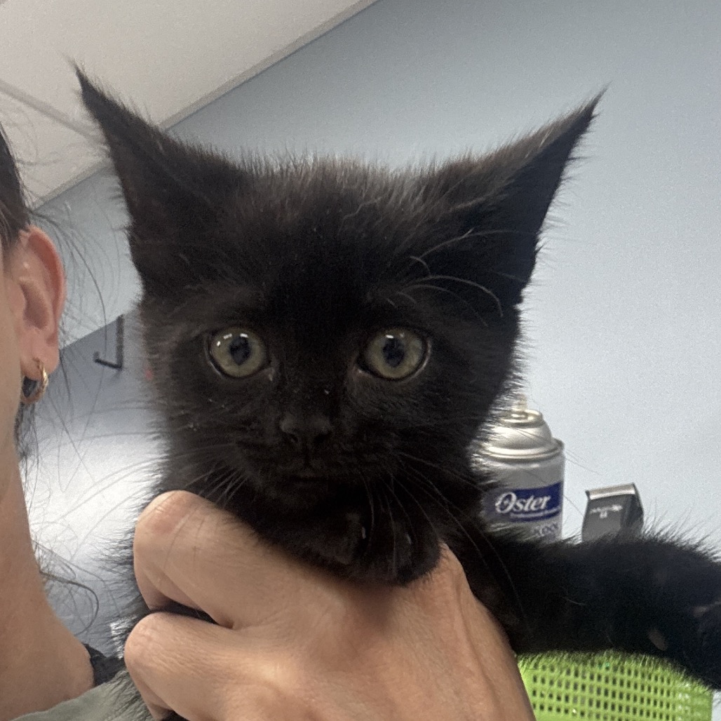 MERCURY - Domestic Shorthair available for adoption