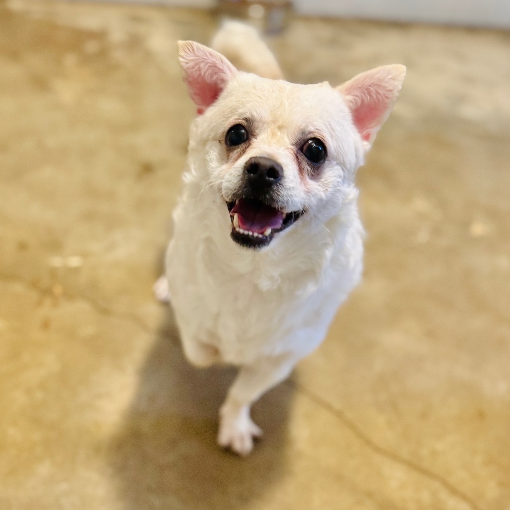 Jethro — thumbnail 3