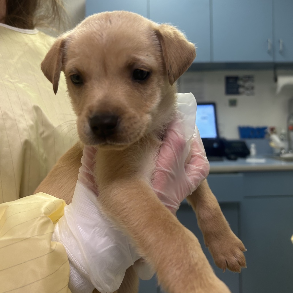 Captain Hook — thumbnail 3