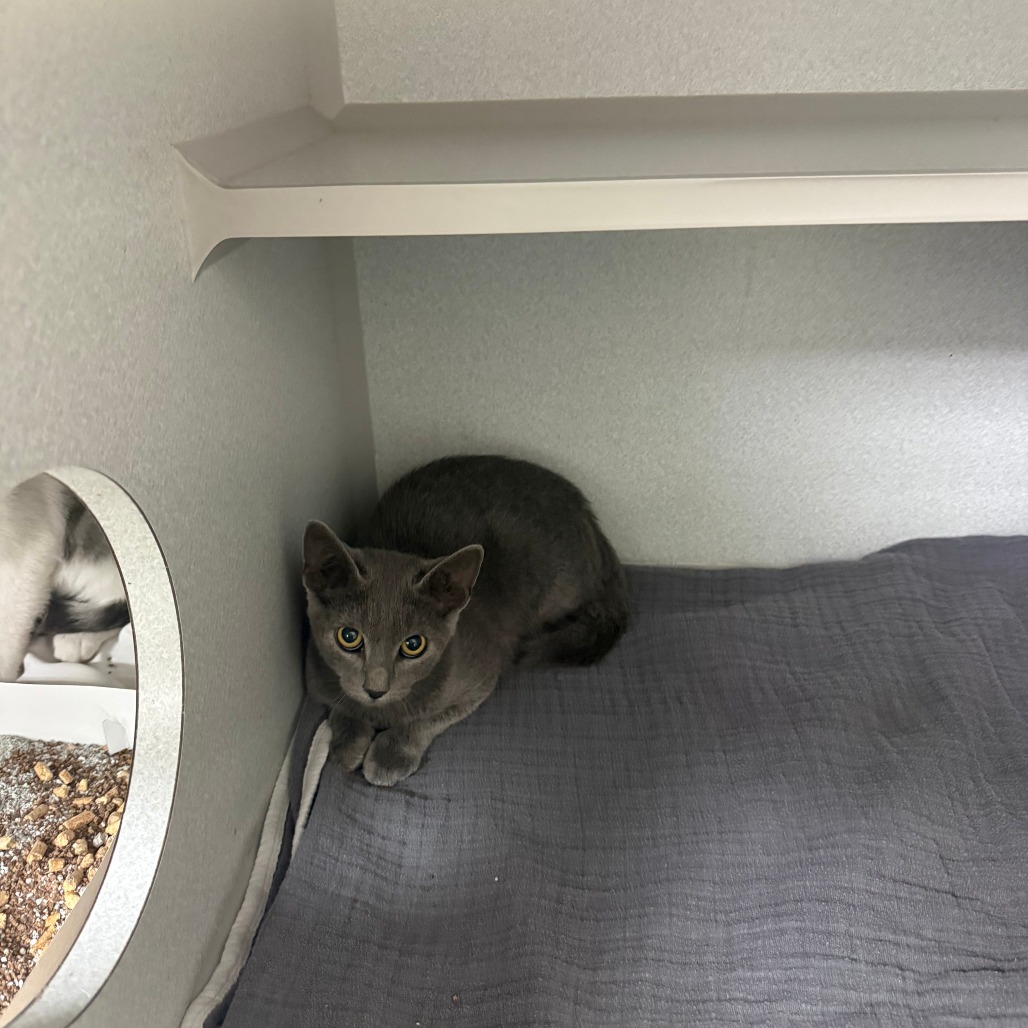 CENTAURUS - Domestic Shorthair available for adoption