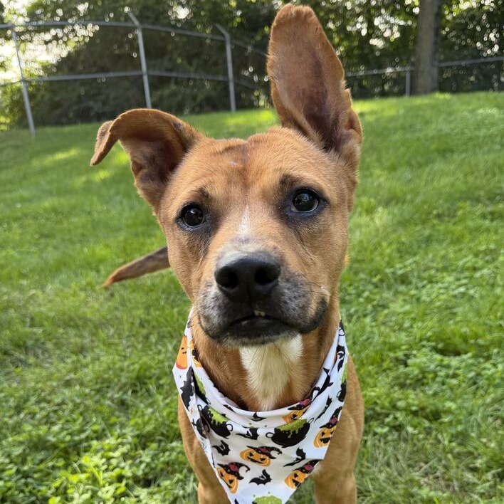 BERNARD - Shepherd / Mixed Breed (Medium) available for adoption