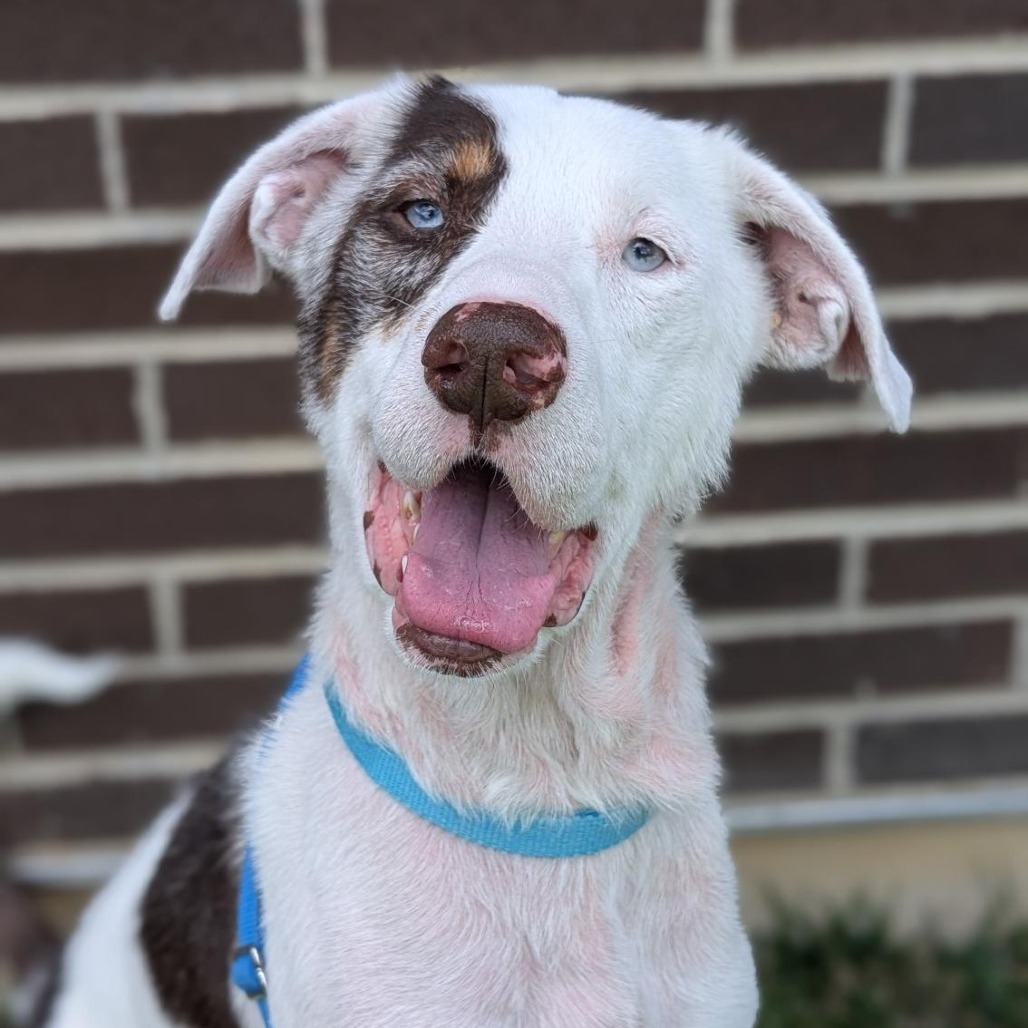 MOSELY - Mixed Breed (Medium) available for adoption