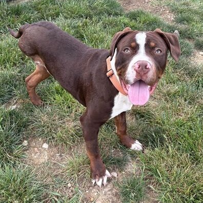 HAMMY - Terrier / American Pit Bull for adoption in Dayton