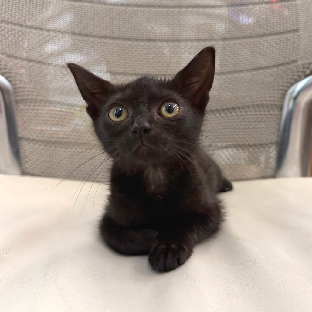 DEANESE - Domestic Shorthair available for adoption