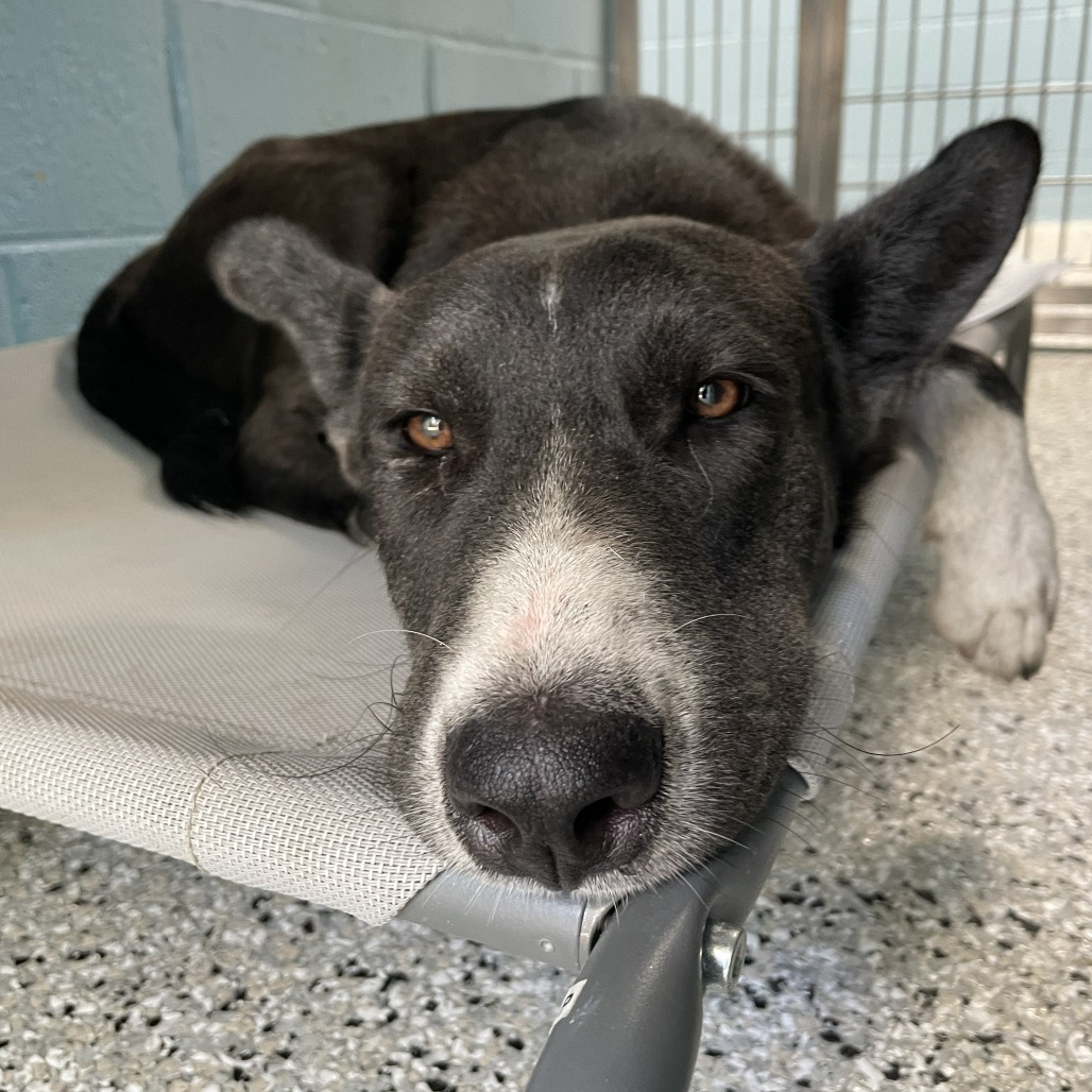 CASTLE - Shepherd / Retriever, Labrador for adoption in Hattiesburg