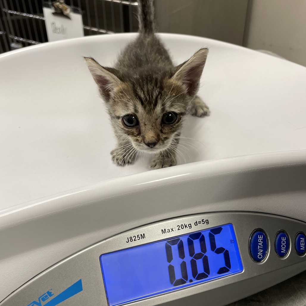 SARA - Domestic Shorthair available for adoption