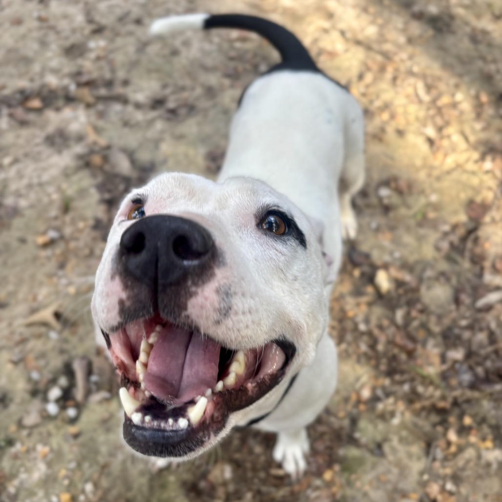 Zoya (Formerly Taco), photo 19